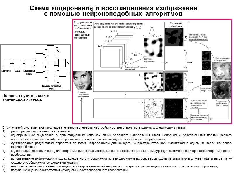 Схема кодирования и восстановления изображения  с помощью нейроноподобных алгоритмов  В зрительной системе